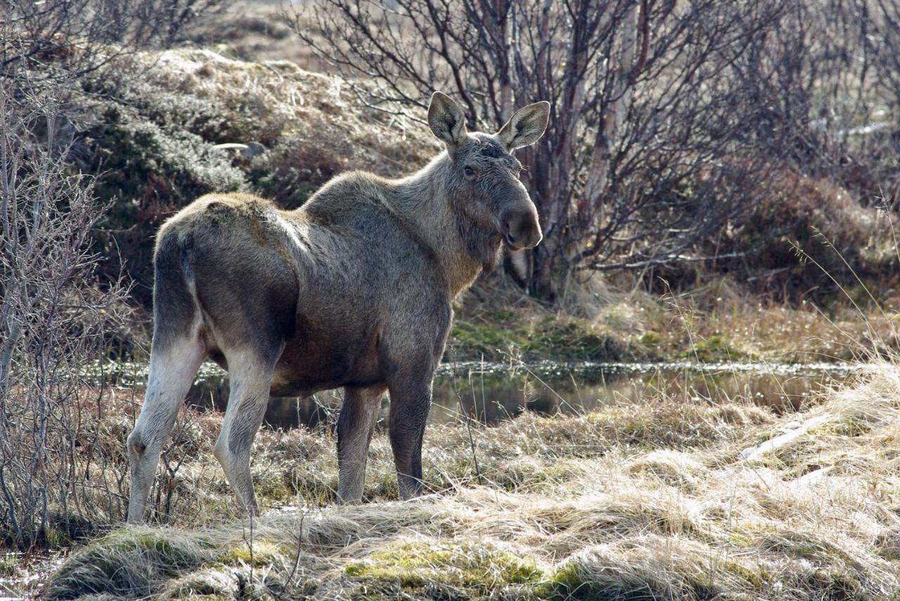 Prima Lofoten Myrland ภายนอก รูปภาพ